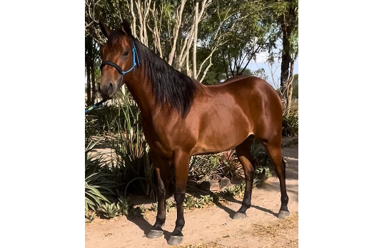 BARAO APOLLO SILVER